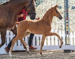 Vanilla Gold (by Vitalis x Furst Magic)