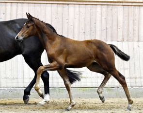 Löschner's Golden Girl (by Viva Gold x Millennium)