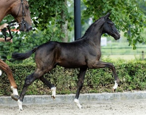 Voltax Texel (by Obsession Taonga x Desperados)