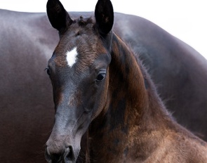 Viento Fils de Nova S (by Glamourdale x Desperado)