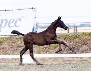 Viento Fils de Nosa S (by Glamourdale x Desperado)