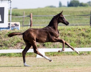 Volare (by Real Dream x Charmeur x Bordeaux)