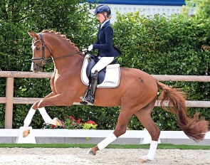  The beautiful, licensed bronze medal winner of the Oldenburg State Championships, Brut D'Argent by Benicio - Vivaldi - Don Davidoff, is causing a stir at the current Elite Auction. (OLD Art)