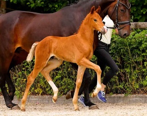 Fijis Filou (by Fiji x Fantastic)