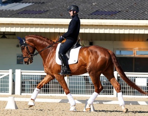 K.I. Smargd - 4-YO Hanoverian by Shu Fu x Sezuan