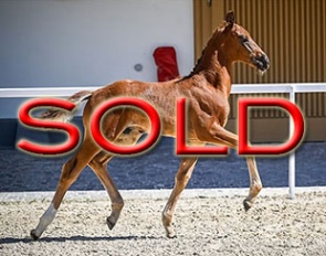 Fusaichi Totilas (by Fürst Toto x Livaldon x Wolkentanz II)