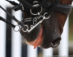 Dressage horse eliminated due to blood in mouth :: Photo © Astrid Appels