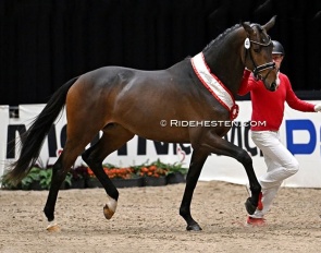 Go Magic (by Helium x Friedensfurst) at the 2025 Danish Warmblood stallion licensing :: Photo © Ridehesten