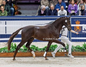 Scott Nicolas (by for Romance x Vitalis) at the 2025 KWPN Stallion Licensing :: Photo © Dirk Caremans