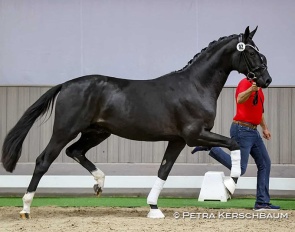 Blank Space (by Bonderas x San Amour x Depardieu), bred by Petra Kerschbaum :: Photo © Petra Kerschbaum