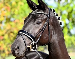 Colt by Fellini x Connery x Biotop :: Photo © Trakehner Verband