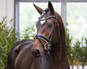 Colt by Escaneno - Lauries Crusador xx - Ferro - Breeder: Zuchthof Dree Boeken :: Photo © Hannoveraner Verband