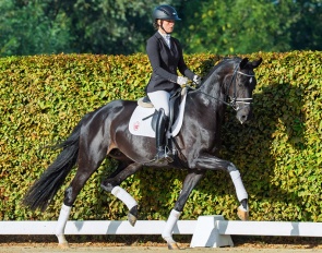 State premium mare For Hope (by For Romance x Furst Wilhelm) :: Photo © Recki