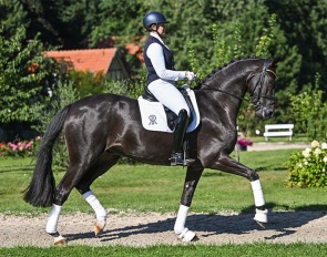 Donato (by Donier x Don Primero x Sandro Hit)