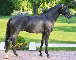 Rendezvous (by Bordeaux x Galaxie x Vivaldi)