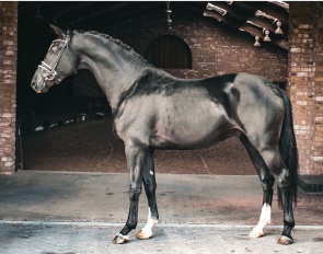 Sisrava (by Jameson RS2 x Negro x Monaco)