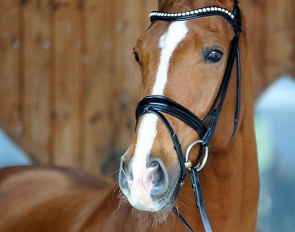 International Grand Prix horse Cricket BD (by Charmeur x Don Frederico)