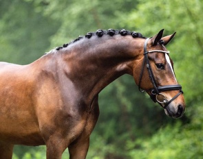 Top Hero 2 (by Top Champy x FS Golden Moonlight)