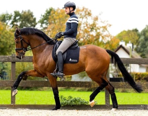 Roy van den Heuvel spots true talent in young horses