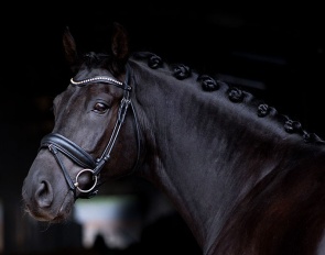 Hajduk - Small tour horse schooling Grand Prix