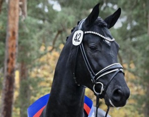 The 2025 Oldenburg Licensing champion by Bonds x Diamond Hit :: Photo © Kiki Beelitz