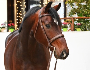 San Severinus (by Si Senor x Cassone)