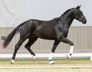 Daydream (by Despacito x Bon Coeur)