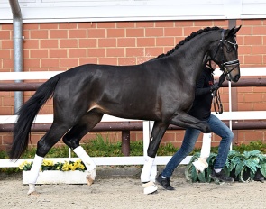 Eliseo PS, full brother to the premium stallion Expectation PS (by Escamillo x Furst Romancier)