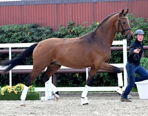 Volare PS (by Va Bene x Foundation x Sir Donnerhall)