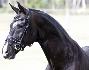 Stedinger at Springside Warmbloods in Australia :: Photo © Amy Sue Alston