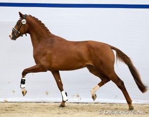 Titanium, who is by the now gelded New Orleans out of a Feel Good x Jazz dam, at the pre-selection for the 2026 KWPN Stallion Licensing :: Photo © Digishots