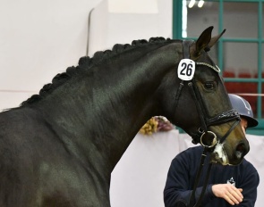 A nameless colt by Glamdale x Foundation is the 2025 Mecklenburger Licensing Champion :: Photo © PZV Mecklenburg 