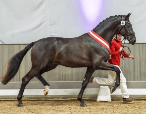 Champion Stallion by So Perfect x Dream Boy :: Photo © Recki