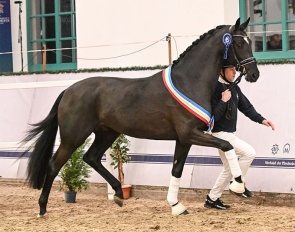 Exact PS (by Escanto PS x Secret x Zonik x Sir Donnerhall) :: Photo © Kiki Beelitz