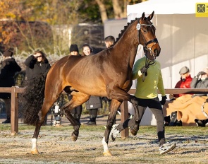 Valdric (by Valdiviani x Feinrich) named premium at the 2025 Hanoverian Stallion Licensing :: Photo © Hannoveraner Verband