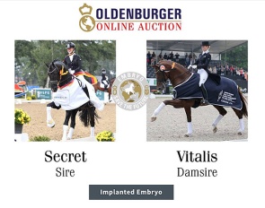 Best selling embryo in the 2025 Oldenburg Save the Future Embryo and Youngster Auction