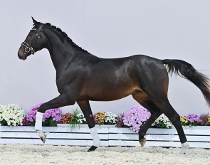 Cat. Nr. 20 Silver Dream BH (by Dynamic Dream - Labradoras II) :: Photo © OLD Art