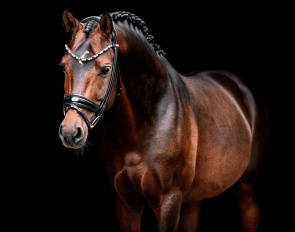 Diamond of the King WE