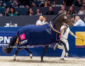 Tony Gold, champion of the 2026 KWPN Stallion Licensing :: Photos © Dirk Caremans