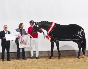 Konstantin K is the champion of the 2026 Austrian Warmblood Stallion Licensing 