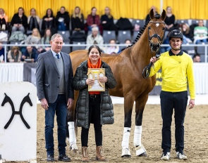DC-10 at the 2026 Hanoverian Show for Privately Owned Stallions
