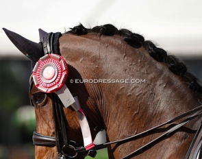 Horse with ribbon :: Photo © Astrid Appels