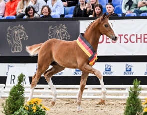Foal auctioned during the Bundeschampionate