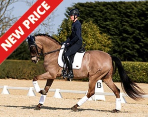 Donatelo VI (by Divo PM x Pegaso IV)