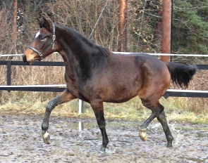 Hot Spark (by Svalegårds Hot Driver x Zack)