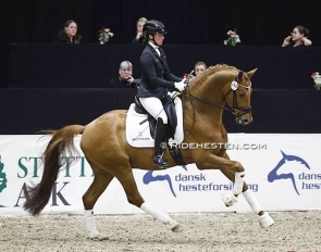 Daan G at the 2026 Danish warmblood stallion licensing :: Photo © Ridehesten
