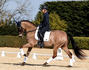 Donatelo VI (by Divo PM x Pegaso IV)