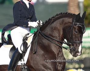 Hallmark at the 2015 CDI Wellington :: Photo © Astrid Appels