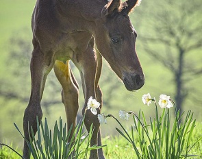 A Dynamic Dream foal born at Newton Stud in the U.K.