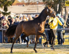 Søbakkehus Danny Ocean at the 2025 Hanoverian Stallion Licensing in Verden last October :: Photo © Hannoveraner Verband